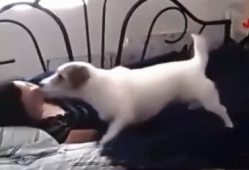 女人与狗交配视频,女人与狗交配视频引发的伦理争议